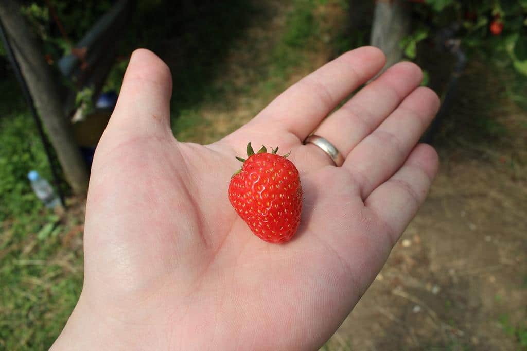 IMG_4957 Rosegate Farm 摘草莓 (多图) 照片 生活 育儿 