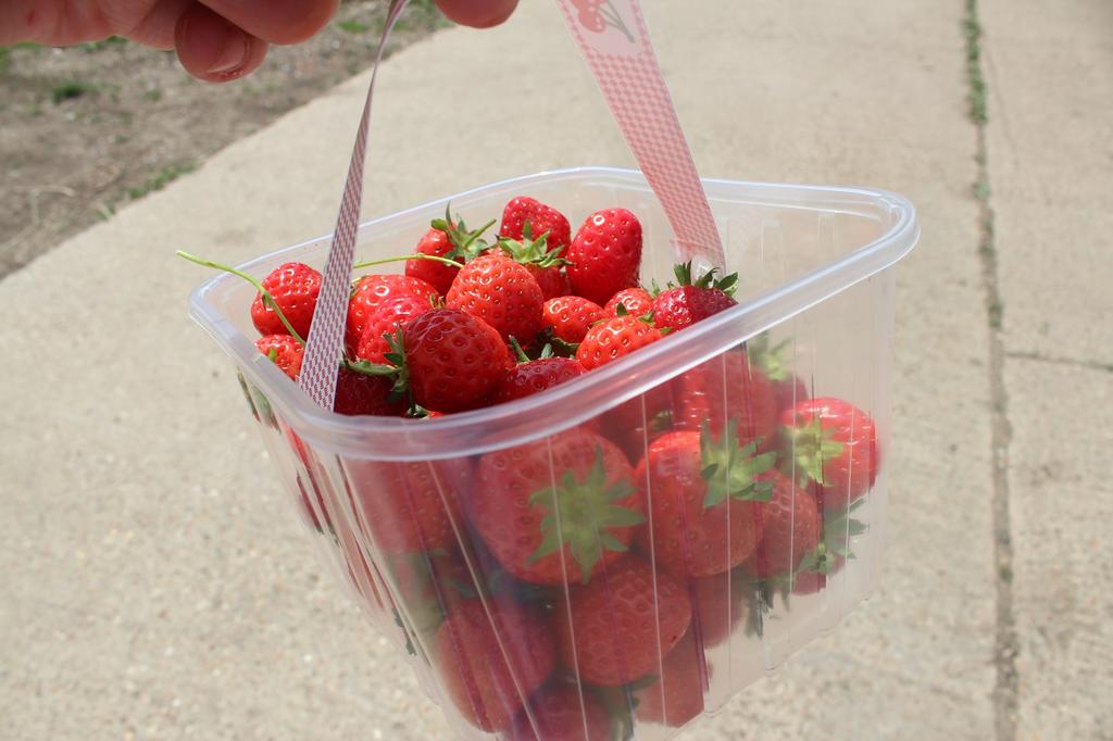Rosegate Farm 摘草莓 (多图)