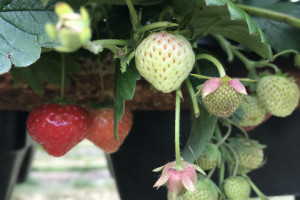 疫情期间到 Parkside 农场摘玉米草莓和西葫芦还有红蓝莓