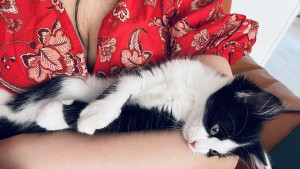 cat-and-woman-300x169 媳妇在撸猫 