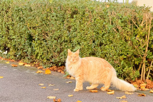 今天在剑桥 Cambourne 看到了缅因猫/Maine Coon