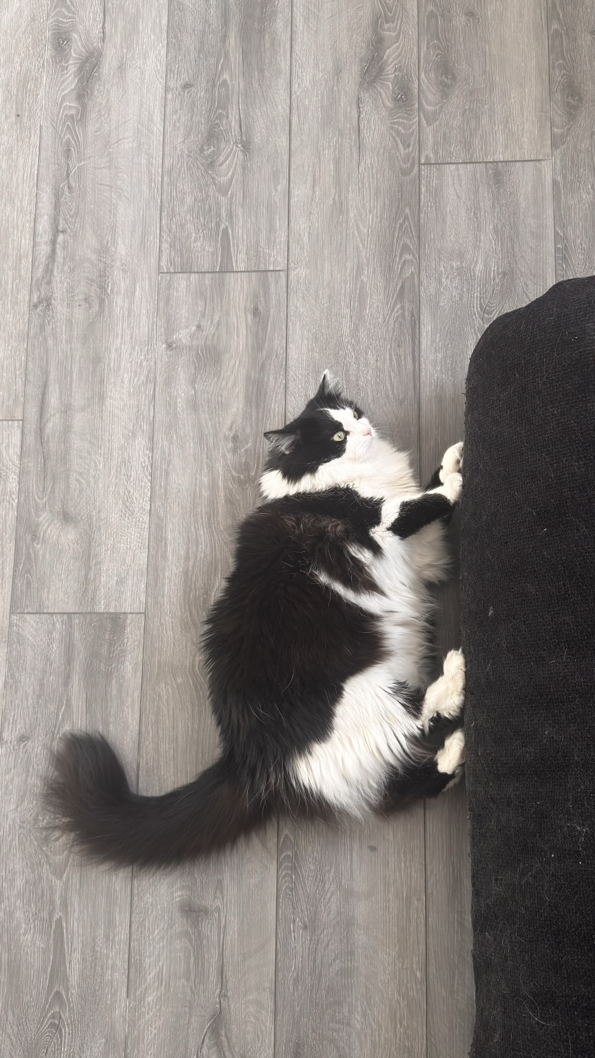 chessly-2026-06-07-10.31.31 面向猫猫编程 Cat Oriented Programming (Chessly/Pyro这一生持续更新) 宠物 照片 生活 看图说话 视频 