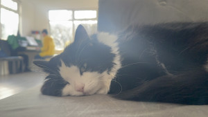 chessly-takes-a-nap-while-eric-plays-piano-2025-02-18-11.21.25-300x169 Chessly在沙发上午觉，感觉眼睛快闭上了，哥哥在弹钢琴，悠闲的下午 