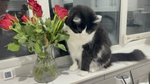 roses-birthday-flowers-cat-300x169 玫瑰花对于猫是无毒的 