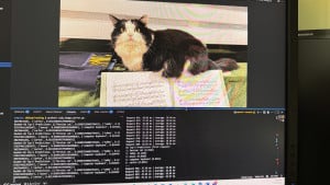 chessly-classified-as-a-persian-cat-2025-09-26-13.36.36-300x169 Chessly是英短/确被AI认为是波斯猫 