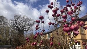 cambridge-spring-is-here-2026-03-28-14.40.39-300x169 英国剑桥的春天 