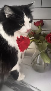 chessly-pet-cat-likes-roses-2026-04-22-07.18.46-169x300 Chessly很喜欢"吃"玫瑰花。 