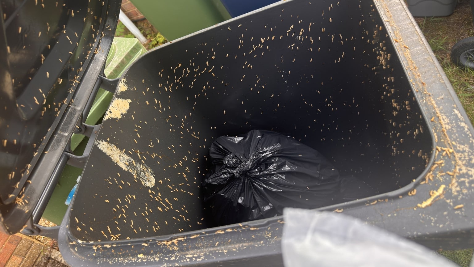 Bugs-from-bin-hot-weather-2026-06-27-19.18.37-rotated 英国剑桥垃圾分类体验: 厨余垃圾终于单独回收了 生活 资讯 Bugs-from-bin-hot-weather-2026-06-27-19.18.37-rotated 英国剑桥垃圾分类体验: 厨余垃圾终于单独回收了 生活 资讯