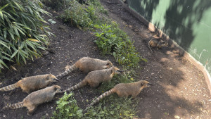 Coatis-shepreth-wildpark-park-2026-06-06-13.02.39-300x169 第一次近距离看到长鼻浣熊，太可爱了！ 