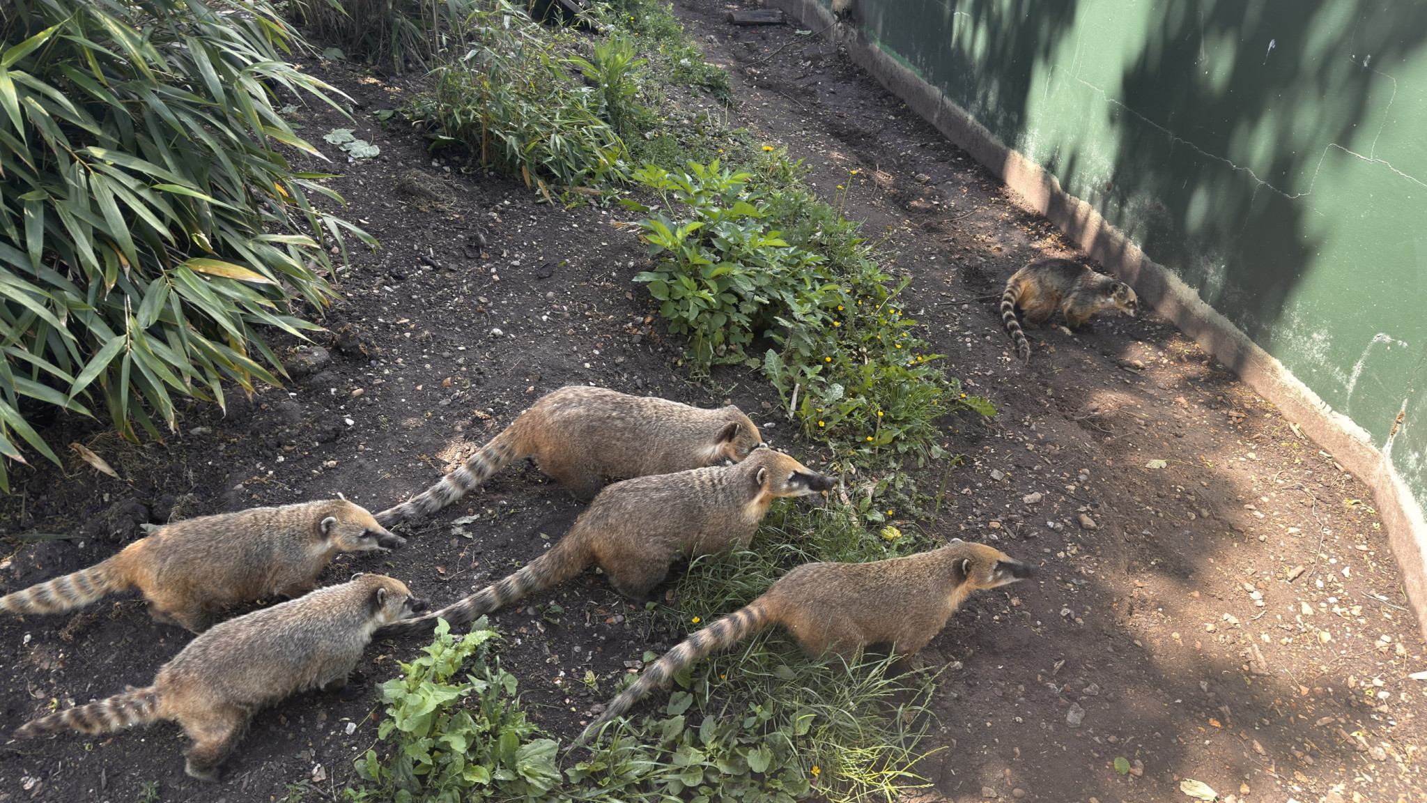 Coatis-shepreth-wildpark-park-2026-06-06-13.02.39-scaled 在 Shepreth Wildlife Park 遇见长鼻浣熊: 微软剑桥研究院 Summer Party 小记 (2026) 剑桥 游记 照片 见闻 视频 