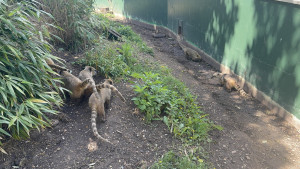 Coatis-shepreth-wildpark-park-2026-06-06-13.02.46-300x169 Shepreth动物园的长鼻浣熊 