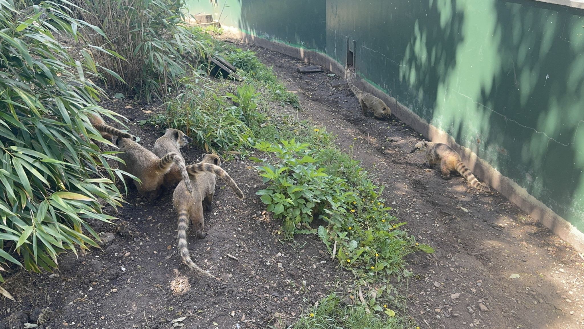 Coatis-shepreth-wildpark-park-2026-06-06-13.02.46-scaled 在 Shepreth Wildlife Park 遇见长鼻浣熊: 微软剑桥研究院 Summer Party 小记 (2026) 剑桥 游记 照片 见闻 视频 