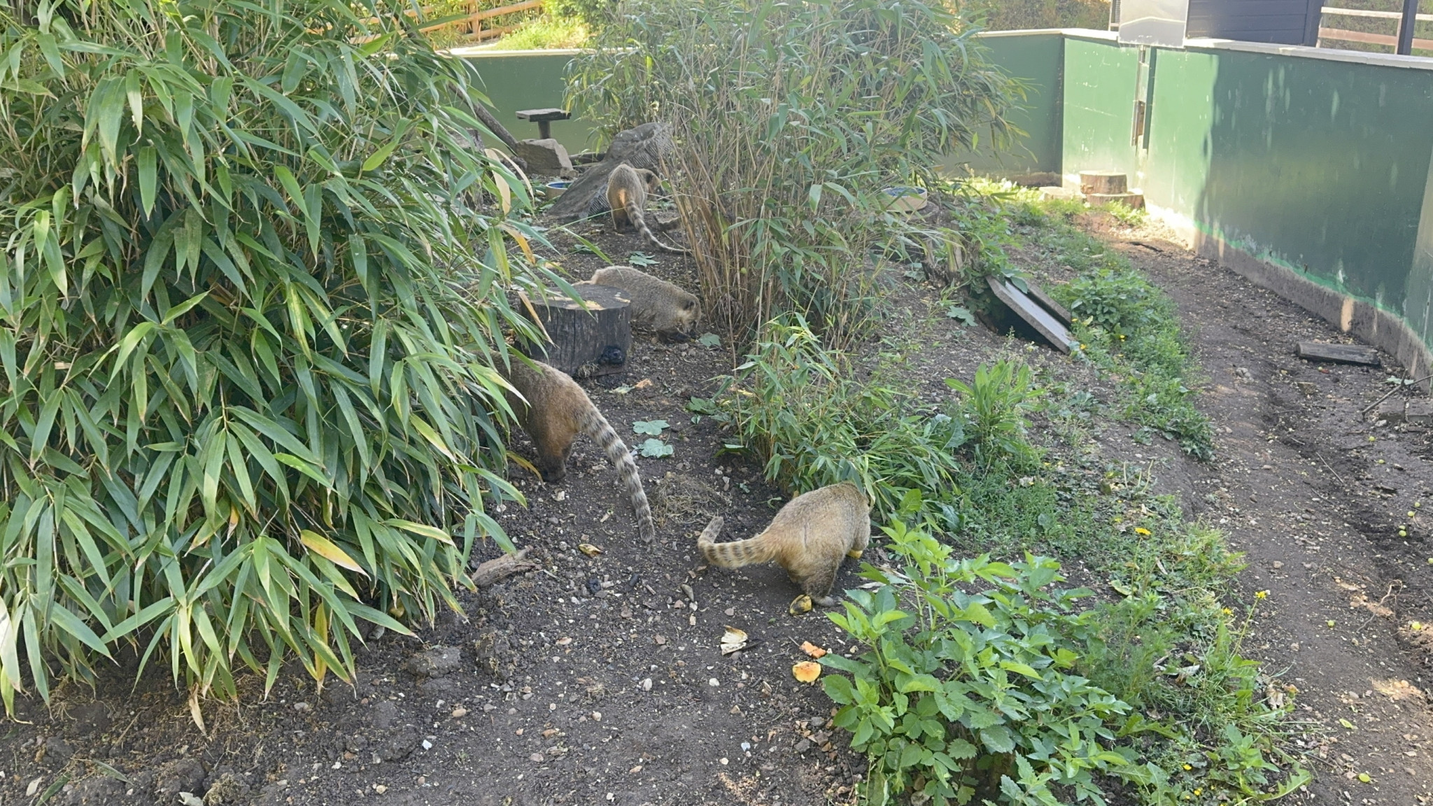 Coatis-shepreth-wildpark-park-2026-06-06-13.06.28-scaled 在 Shepreth Wildlife Park 遇见长鼻浣熊: 微软剑桥研究院 Summer Party 小记 (2026) 剑桥 游记 照片 见闻 视频 