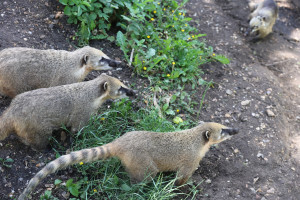 在 Shepreth Wildlife Park 遇见长鼻浣熊: 微软剑桥研究院 Summer Party 小记 (2026) 在 Shepreth Wildlife Park 遇见长鼻浣熊: 微软剑桥研究院 Summer Party 小记 (2026)