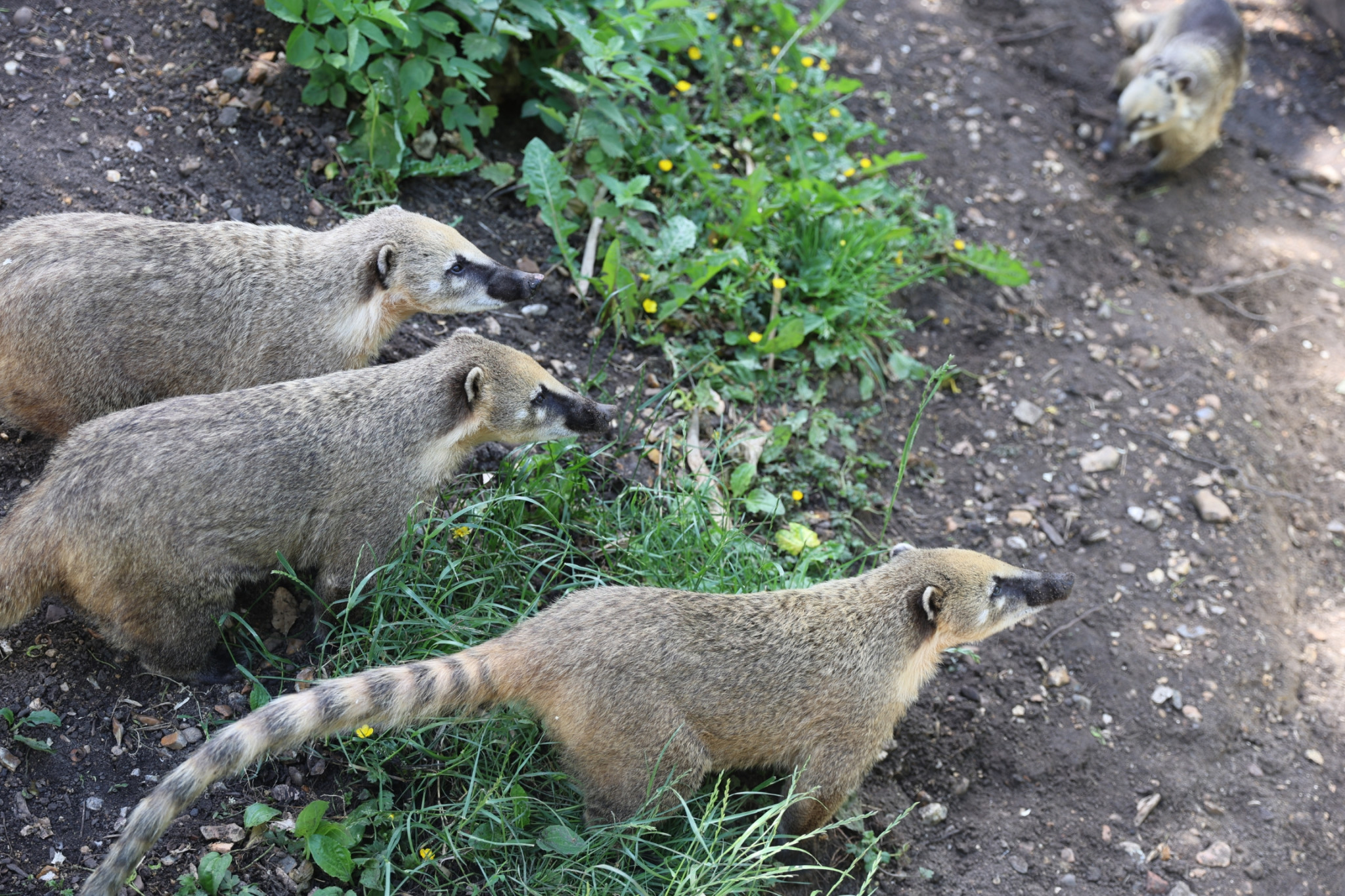 Coatis-shepreth-wildpark-park-LP5A8462-scaled 在 Shepreth Wildlife Park 遇见长鼻浣熊: 微软剑桥研究院 Summer Party 小记 (2026) 剑桥 游记 照片 见闻 视频 