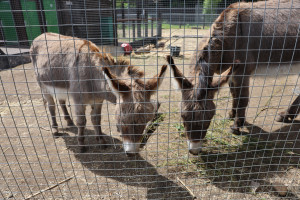 LP5A8423-300x200 应该是Donkey 