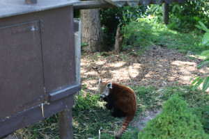 LP5A8464-300x200 这是小熊猫，英文叫 Red Panda。 