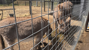 cambridge-shepreth-wildlife-park-microsoft-cambridge-research-summer-party-2026-06-06-11.46.12-300x169 这是什么动物？Donkey/驴 