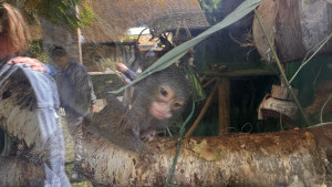 cambridge-shepreth-wildlife-park-microsoft-cambridge-research-summer-party-2026-06-06-12.50.51-300x169 好小的猴子，非常的小，可能只有巴掌这么大。 