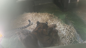 cambridge-shepreth-wildlife-park-microsoft-cambridge-research-summer-party-2026-06-06-12.52.44-300x169 忧郁的老虎 