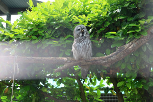 cambridge-shepreth-wildlife-park-microsoft-cambridge-research-summer-party-2026-06-06-16.50.58-300x200 猫头鹰 