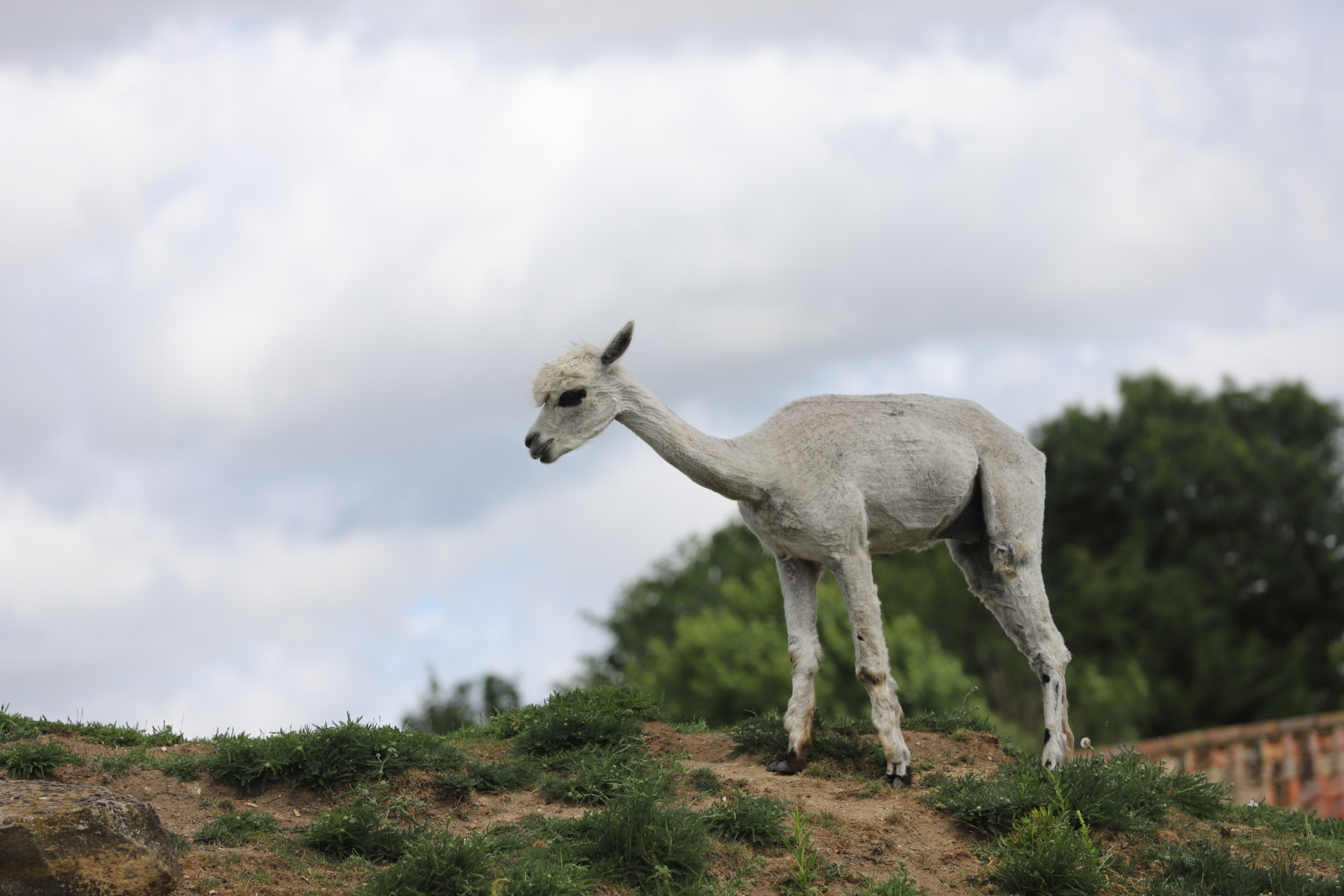 cambridge-shepreth-wildlife-park-microsoft-cambridge-research-summer-party-2026-06-06-16.51.01-scaled 微软剑桥研究院 2026 夏日派对: 三年后重回 Shepreth Wildlife Park 工作 微软 派对 Party 游记 照片 资讯 