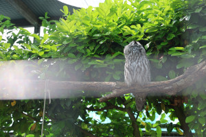 cambridge-shepreth-wildlife-park-microsoft-cambridge-research-summer-party-2026-06-06-16.51.06-300x200 猫头鹰 