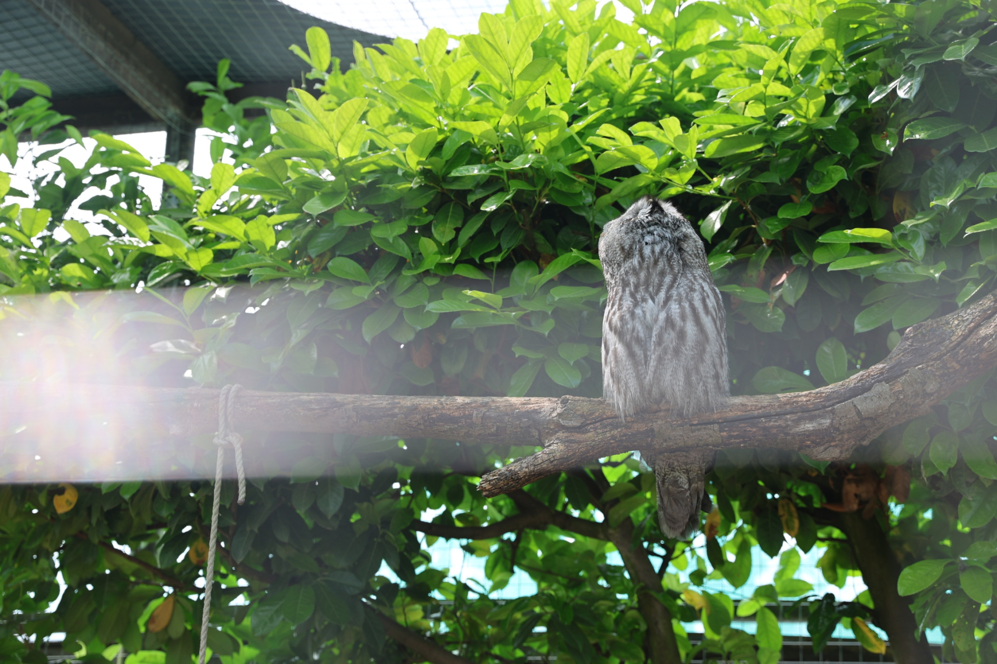 cambridge-shepreth-wildlife-park-microsoft-cambridge-research-summer-party-2026-06-06-16.51.06-scaled 微软剑桥研究院 2026 夏日派对: 三年后重回 Shepreth Wildlife Park 工作 微软 派对 Party 游记 照片 资讯 
