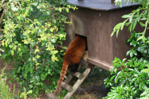 cambridge-shepreth-wildlife-park-microsoft-cambridge-research-summer-party-2026-06-06-16.51.08-300x200 这只是啥动物 