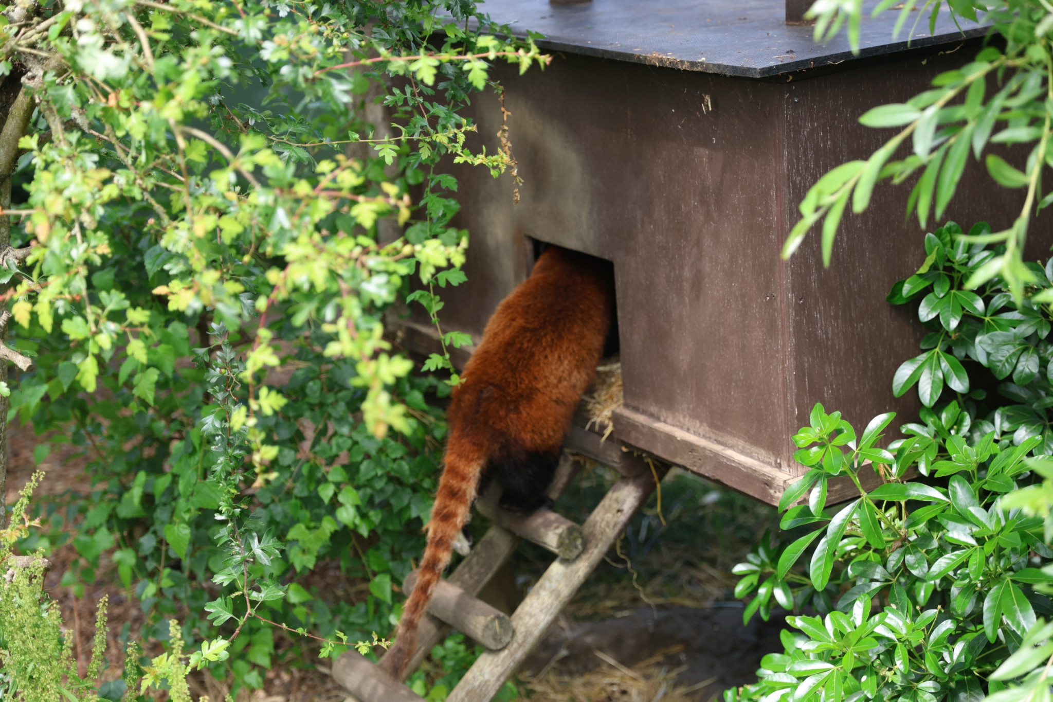 cambridge-shepreth-wildlife-park-microsoft-cambridge-research-summer-party-2026-06-06-16.51.08-scaled 微软剑桥研究院 2026 夏日派对: 三年后重回 Shepreth Wildlife Park 工作 微软 派对 Party 游记 照片 资讯 