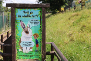 cambridge-shepreth-wildlife-park-microsoft-cambridge-research-summer-party-2026-06-06-16.51.12-300x200 那天并没有看到兔子，不知道是不是因为刚下过雨 