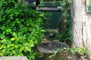 cambridge-shepreth-wildlife-park-microsoft-cambridge-research-summer-party-2026-06-06-16.51.14-300x200 这是什么动物，看到了么 