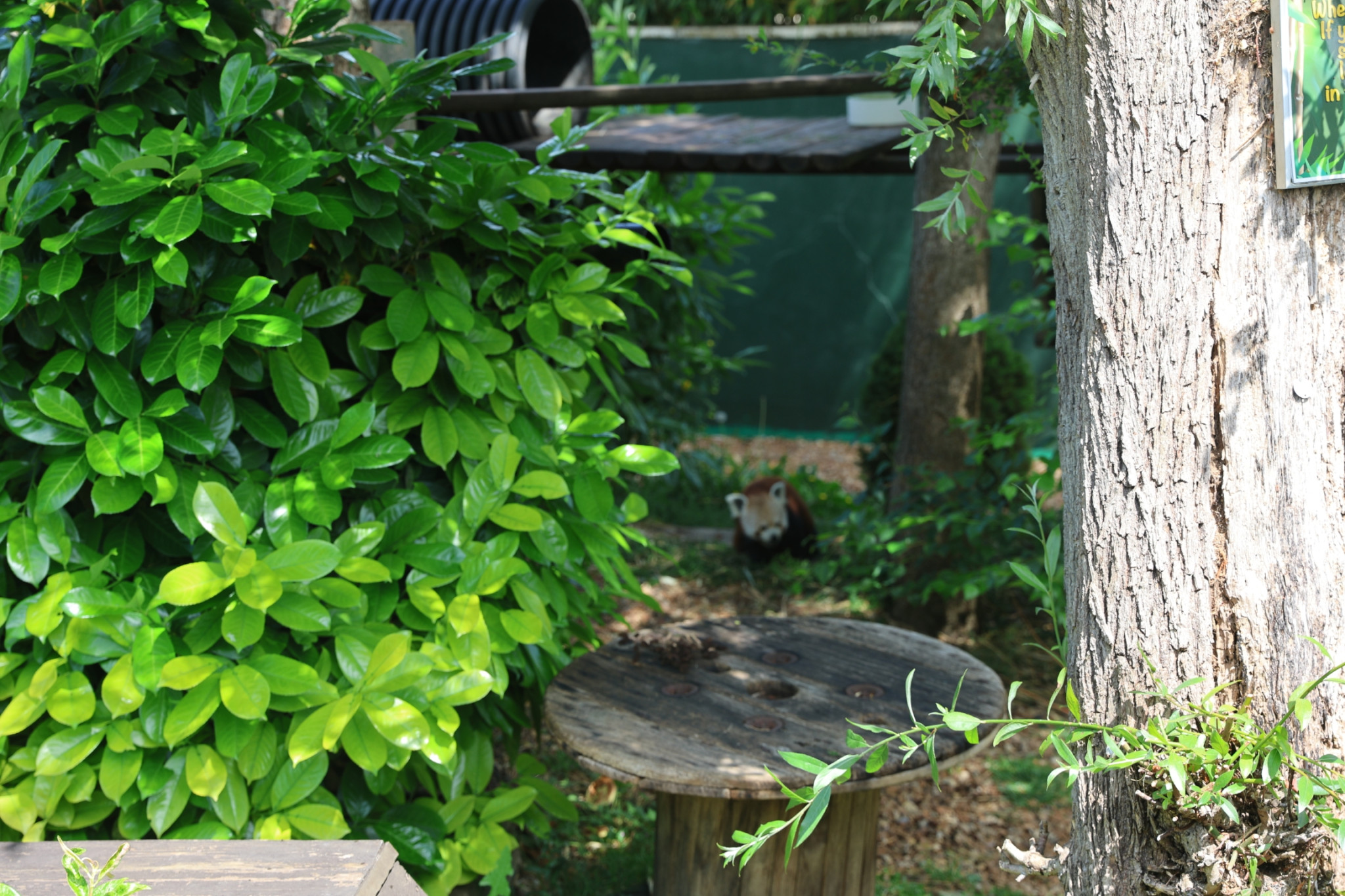 cambridge-shepreth-wildlife-park-microsoft-cambridge-research-summer-party-2026-06-06-16.51.14-scaled 微软剑桥研究院 2026 夏日派对: 三年后重回 Shepreth Wildlife Park 工作 微软 派对 Party 游记 照片 资讯 